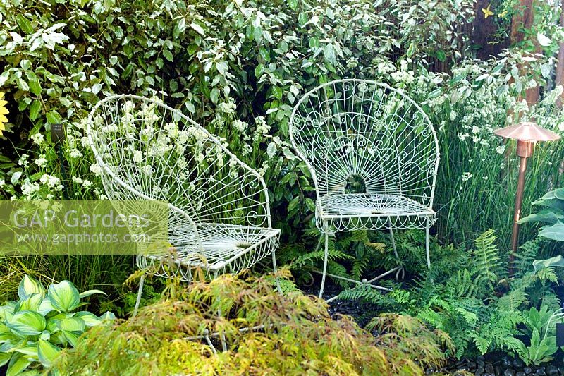 Ornate metal garden chairs Luzula nivea Acer palmatum Ornatum