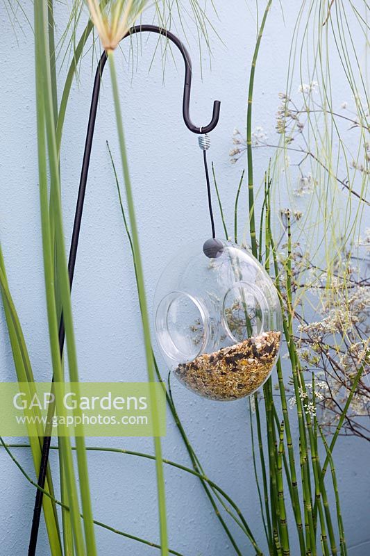 Hanging glass bird feeder in front of blue painted wall with Equisetum hyemale & Cyperus papyrus