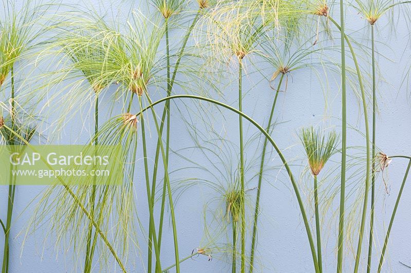Cyperus papyrus stems and foliage in front of light blue painted wall