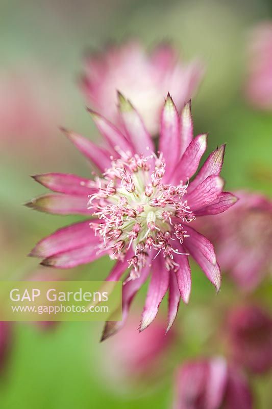Astrantia Larch Cottage Magic New introduction for Gardening Scotland 2007