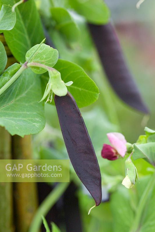 Pisum sativum variety Ezeta s Krombek Blauwschokker Described as a productive tall growing pea with distinctive purple pods