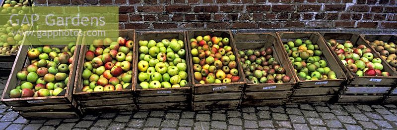 Crates of different apple varieties Castle Hex autumn Festival