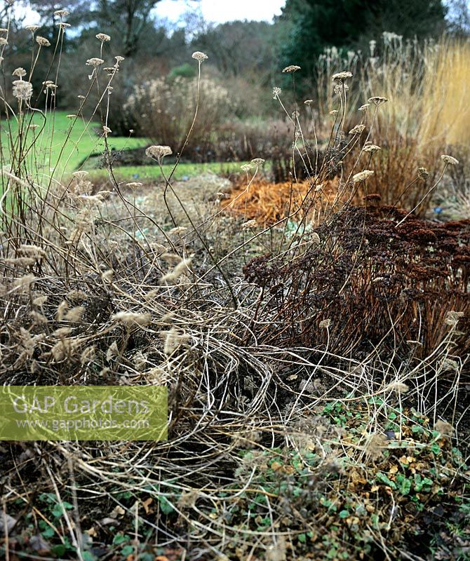 Winter perennial beds with dried seed heads grasses at St Andrews Botanical Garden Fife Scotland