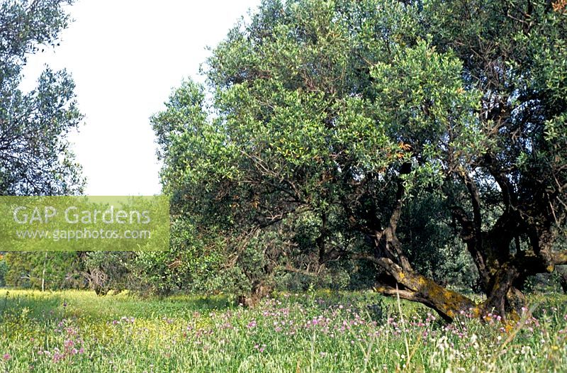 Meadows with Olea europaea Olive tree grove and wildflowers Cephalonia Greece