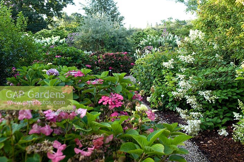 General view with Hydrangea macrophylla Fasan in foreground