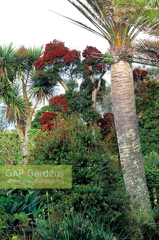 Metrosideros excelsius Christmas Tree Jubaea chilensis Chilean Wine Palm at Abbey Gardens Tresco Isles of Scilly