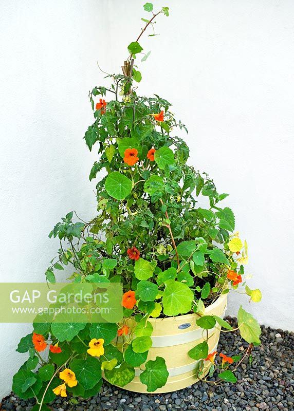 Half whisky barrel container painted to become a Tipple container with Nasturtiums Tropaeolum majus