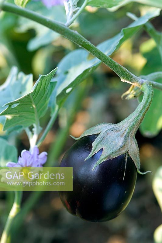 Solanum melongena Eggplant Purple