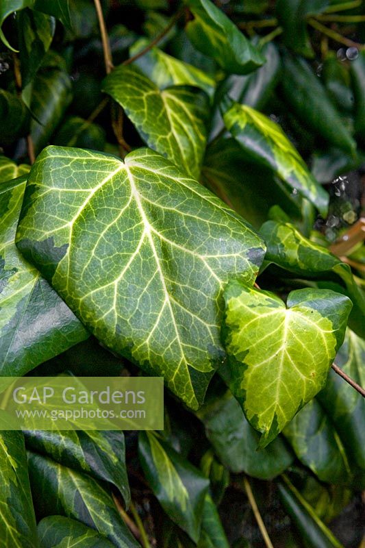Hedera colchica Sulphur Heart Persian Ivy Secret Garden RBG Edinburgh