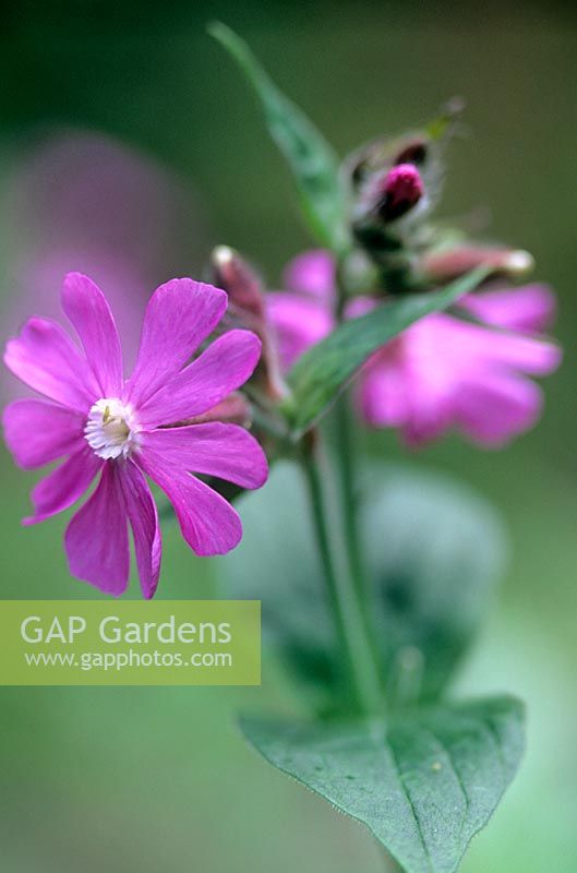 Silene dioica Red Campion Hestercombe Gardens Somerset