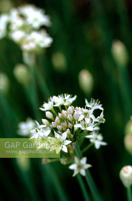 Allium ursinum Wild Garlic White Star like flowers in summer Grey blue foliage Herb Nursery Rutland
