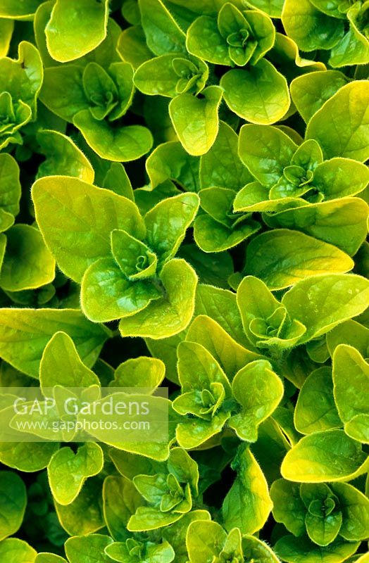 Origanum onites variegatum Gold Tipped Marjoram Golden yellow to light green foliage Herb Nursery Rutland