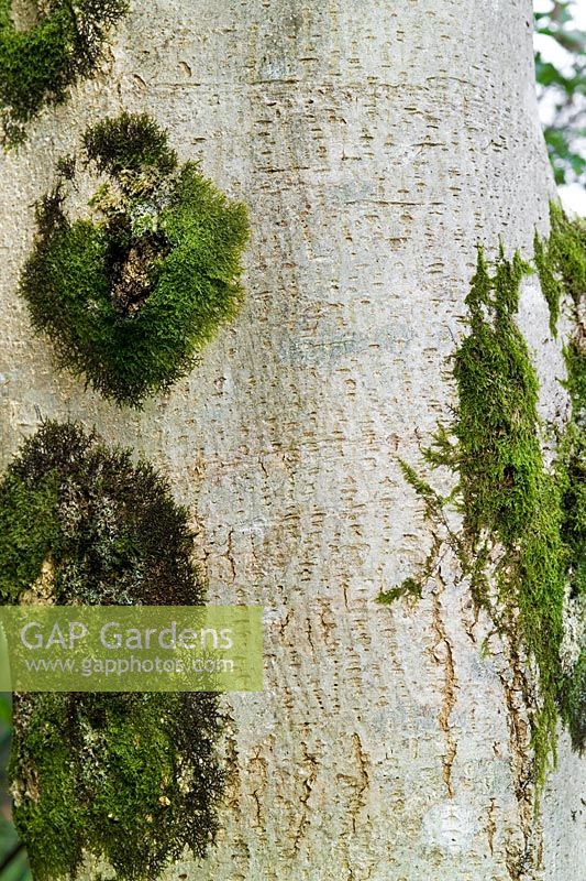 Fraxinus excelsior Common Ash Light coloured bark with moss Benmore Botanic Garden RBG Edinburgh Dunoon Argyll