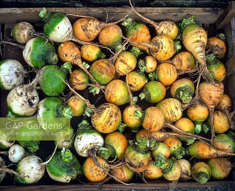 Turnips Golden Ball Manchester Market Yellow green white vegetables newly harvested dirty in a wooden crate