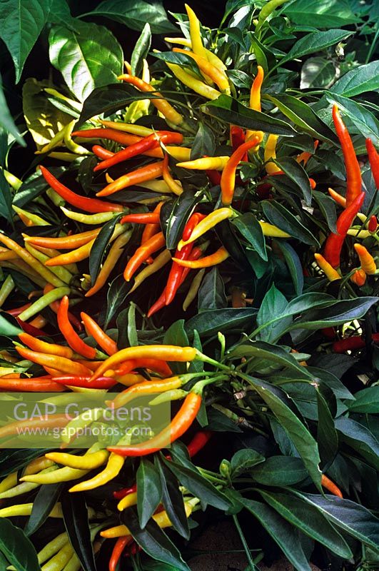 Chilli peppers Capsicum annuum Mirasol Large clusters of long upright brightly coloured fruit