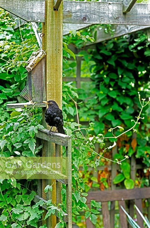 Turdus merula Blackbird perched on trellis by bird feeder Clematis sp growing upwards with other climbers on wooden pergola