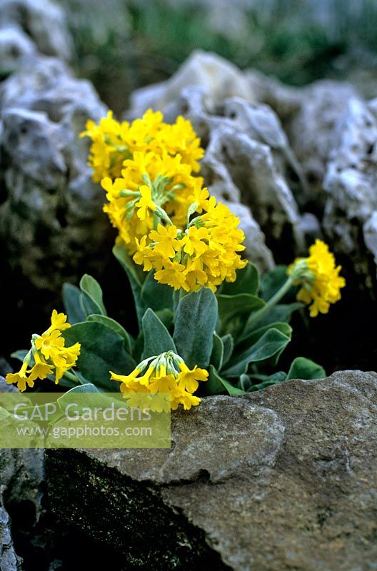 Primula auricula Auricula Alpine rock garden perennial with vivid yellow flowers