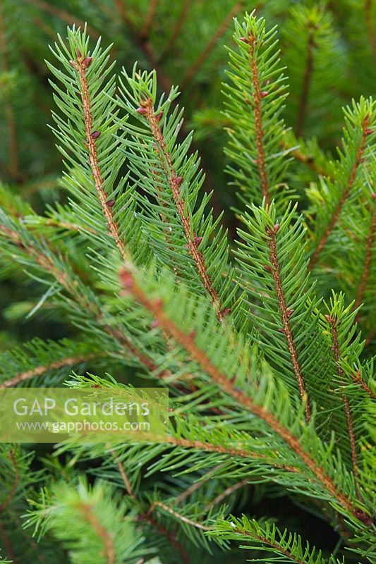 Picea abies Norway Spruce Close up of foliage Bedgebury National Pinetum Forest Park Lane Goudhurst Kent