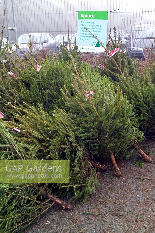 Picea abies (Norway Spruce) trees cut & stacked for sale at Christmas