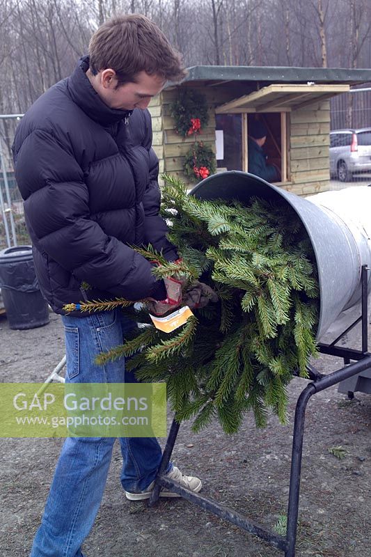 Christmas tree being loaded into machine for wrapping in protective plastic mesh for sale