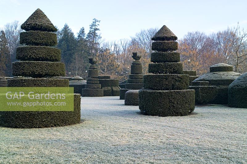 Taxus baccata (yew) topiary with frost Topiary Garden, Longwood Gardens, Kennet Square, PA, USA