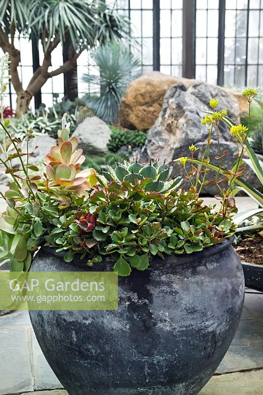 Ceramic container with succulents in the Silver Garden at Longwood Gardens, Kennet Square, PA, USA