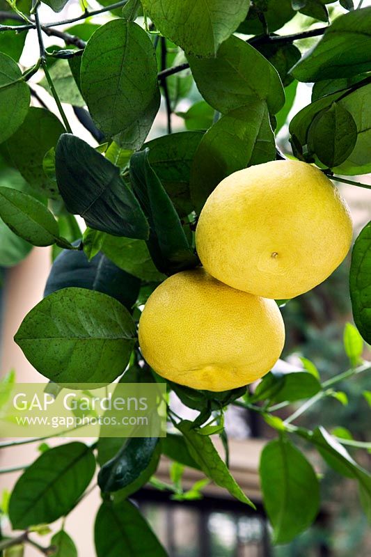 Citrus x paradisi 'Oro Blanco' Grapefruit 'Oro Blanco'