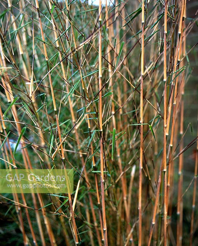 Fargesia nitida Nymphenburg Bamboo