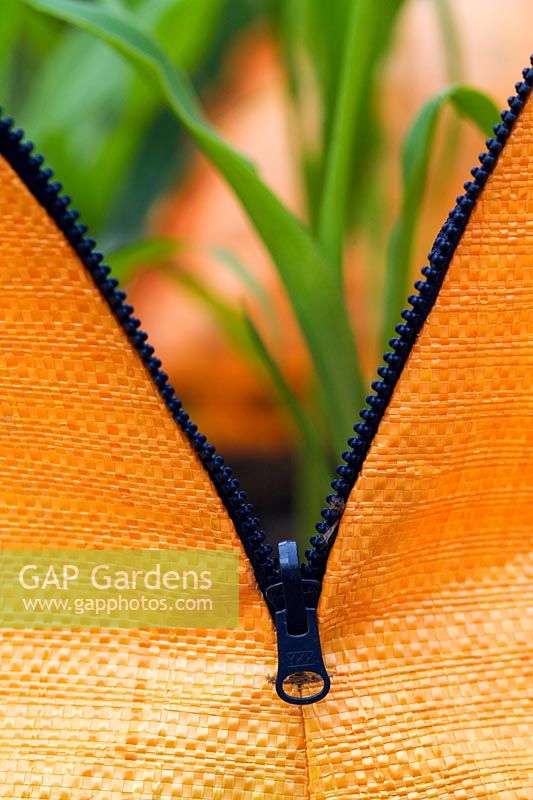 Close up of corn growing in orange bag. 'Shipping News' contemporary potager installation by Topher Delaney (USA), Gunnebo House
