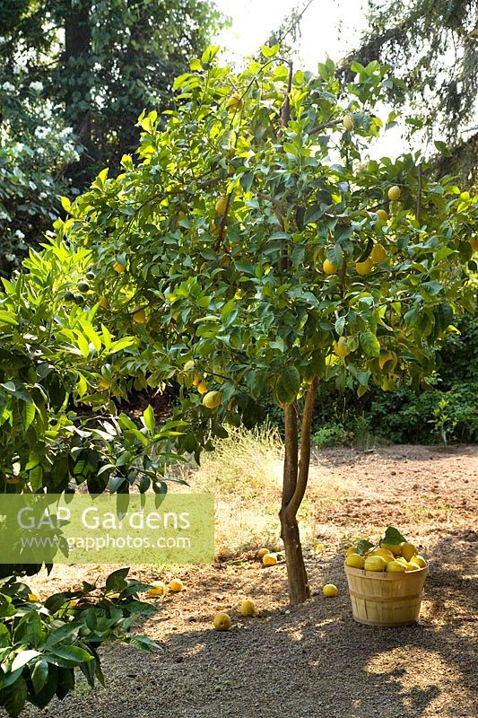 Citrus × meyeri (Meyer Lemon) tree with basket of newly picked fruit