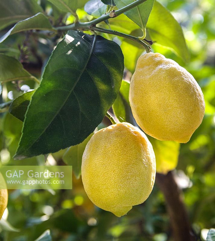 Citrus × meyeri (Meyer lemon)