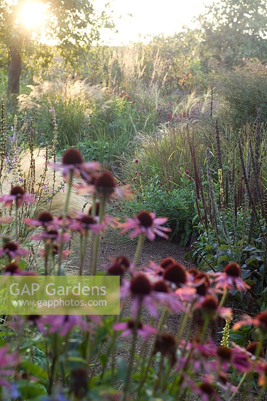Echinacea (coneflower), Verbascum, Knautia, ornamental grasses, path, autumn, Cambo Walled Garden, Fife, Scotland