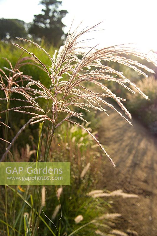 Miscanthus sinensis 'Malepartus' (Chinese silver grass), seed head