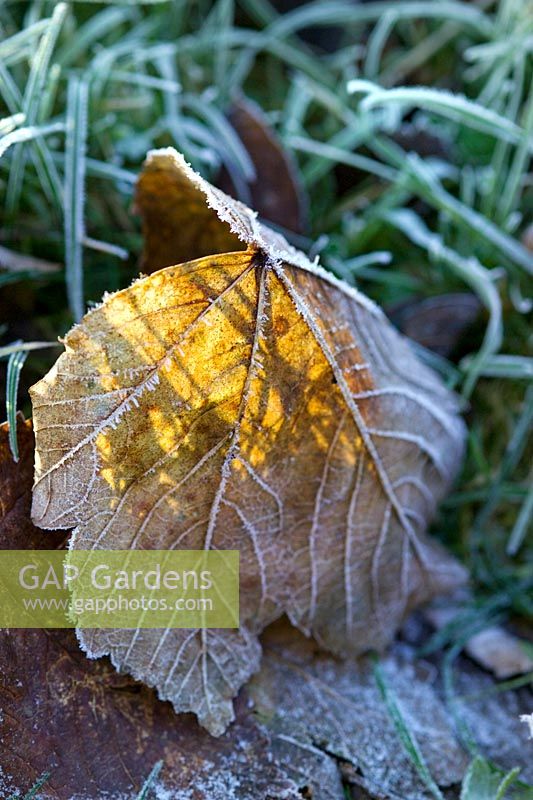 Sycamore leaf and grass covered with frost