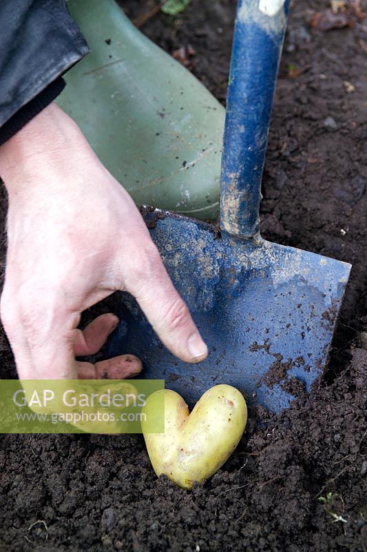 Gardener reaching for a heart shaped potato newly dug from the earth with a spade