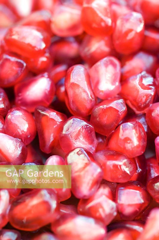 Close up of Pomegranate Punica granatum pink red coloured ripe edible seeds