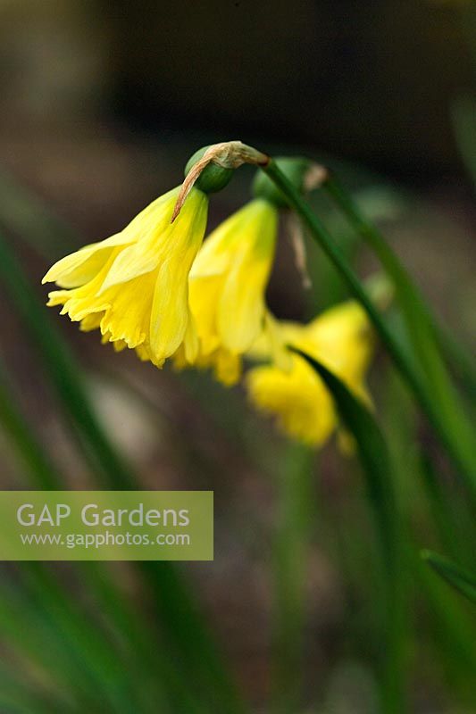 Narcissus 'Cedric Morris' (November flowering daffodill)