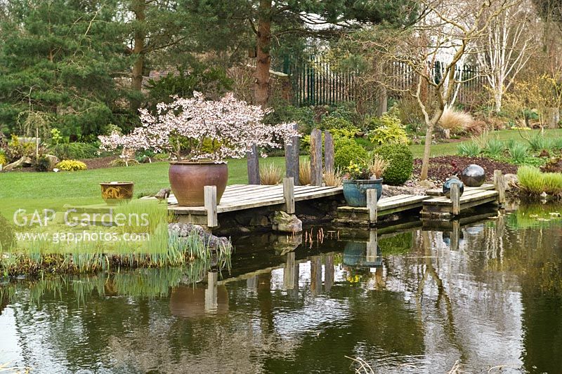 Wooden deck and pond with container planted with a Prunus incisa 'Kojo-no-mai' (Fuji cherry) at John Massey's private garden