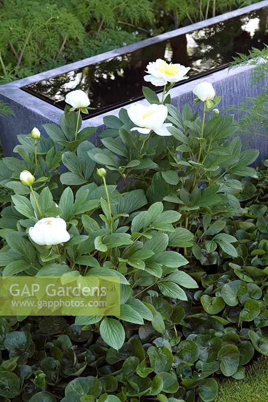 Laurent-Perrier Garden Chelsea Tom Stuart Smith zinc water feature tank with perennial planting including Paeonia sp, Asarum