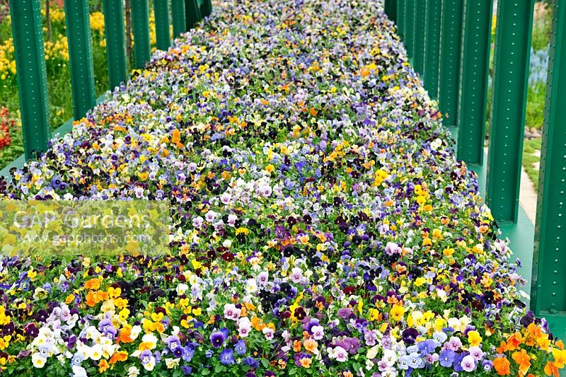 Active & healthy Gateshead, Gateshead Council. SIlver Flora medal at RHS Chelsea Flower Show 2010. Mass planting of Violas