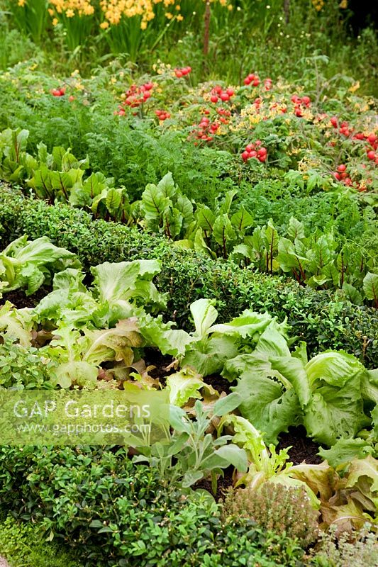 salad leaf crops separated by box hedging