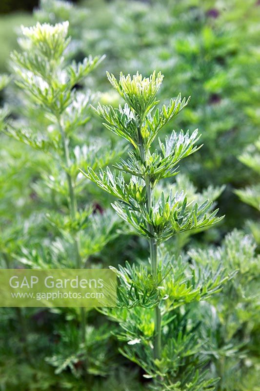 Artemisia absinthium (Wormwood)