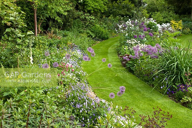 Curving lawn and borders in town garden. Planting includes Allium, Euphorbia, Digitalis, Magnolia, Viola, Aquilegia,