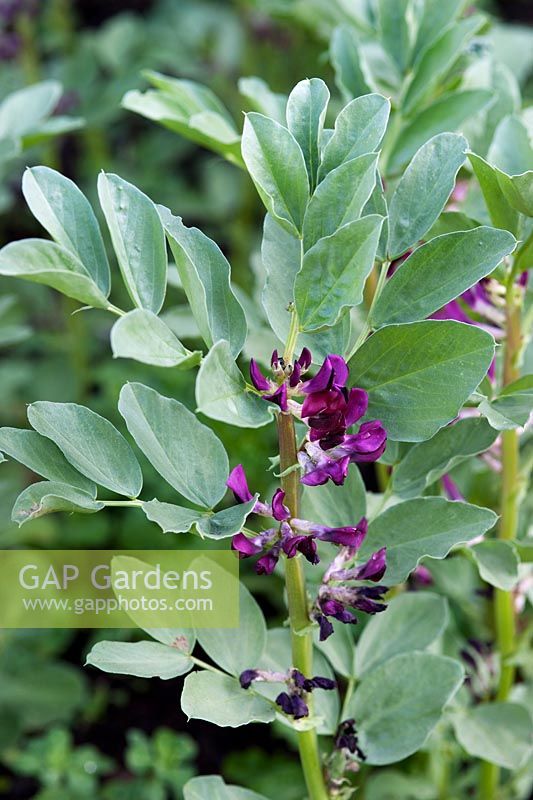 Broad beans (Vicia faba) in flower