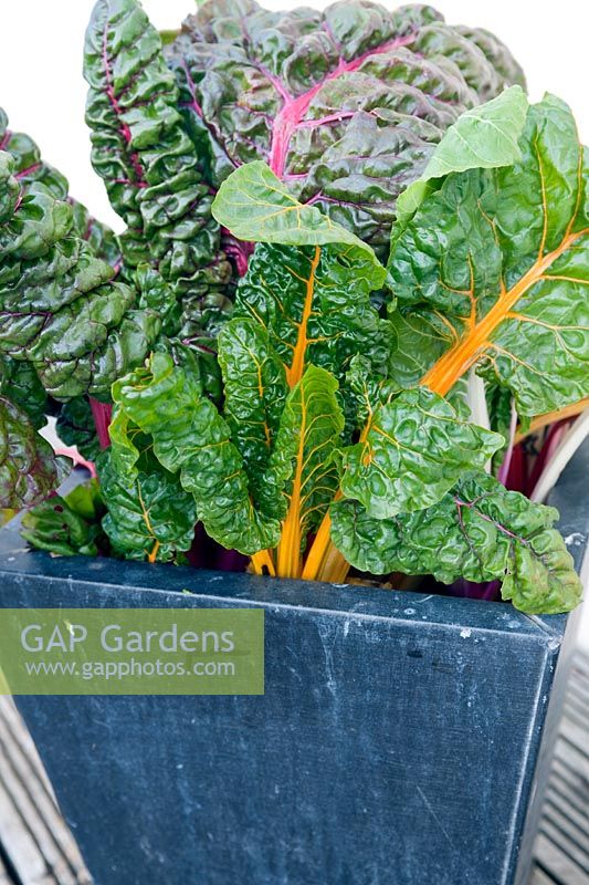 Beta vulgaris var.flavescens (Swiss chard 'Bright Lights') planted in a metal container