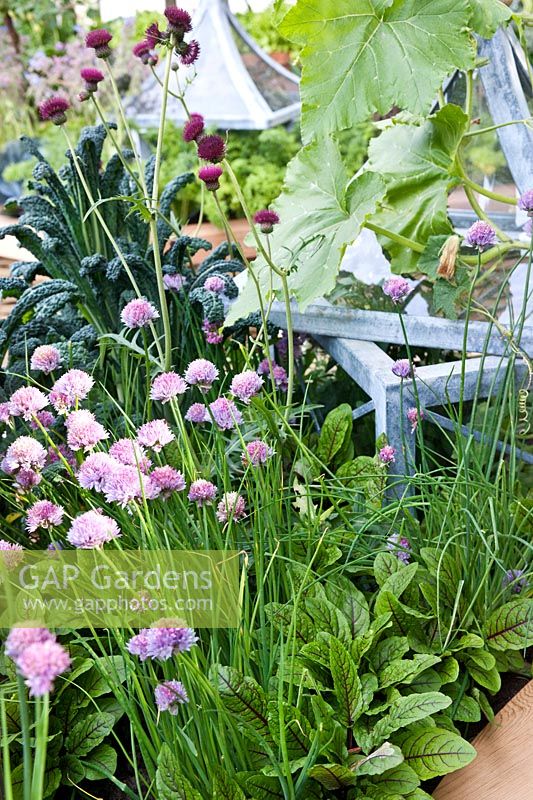 Chives and Tuscan kale in raised bed with zinc cloche
