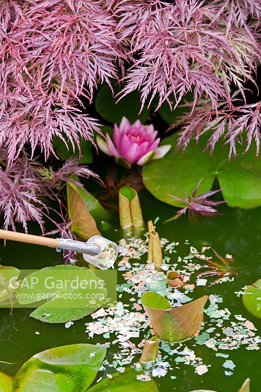 Feeding goldfish in pond. Nymphaea (water lily) foliage and flowers overhung by an Acer palmatum var. dissectum atropurpureum