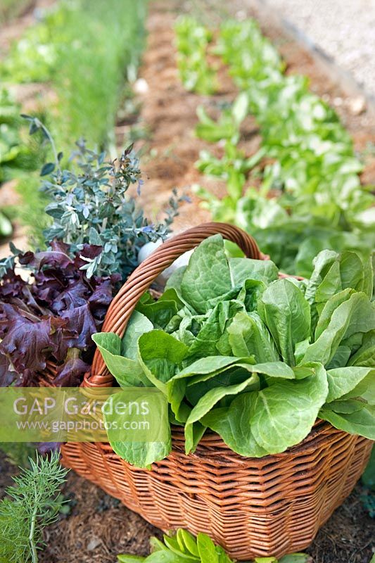 Basket of salad leaves from the organic vegetable gardens at Borgo Santo Pietro, Tuscany