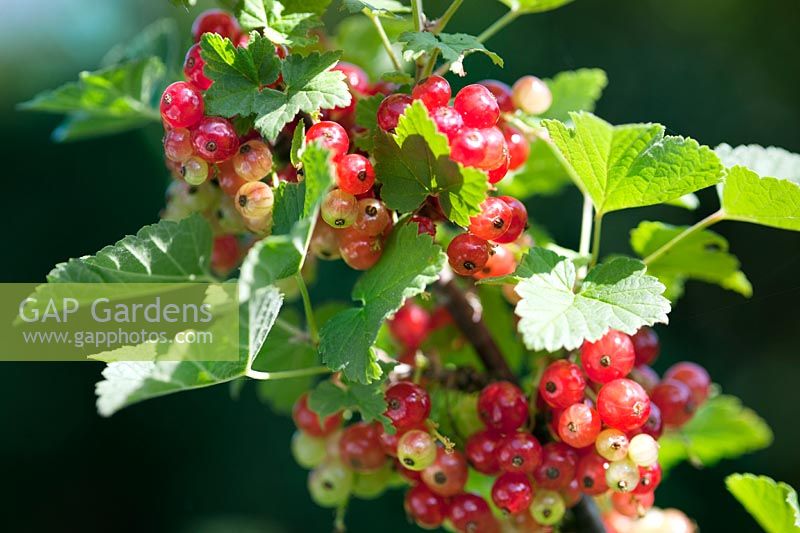 Ribes rubrum (redcurrant) fruit