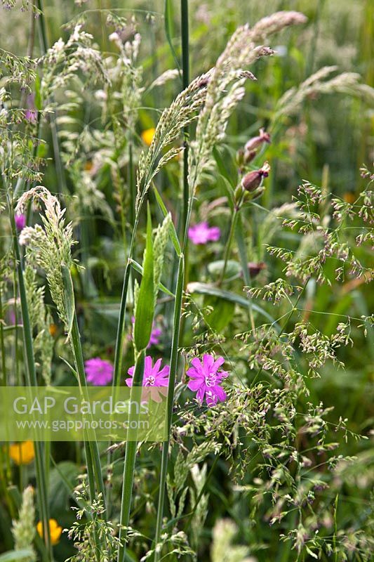 Silene dioica (red campion) amongst meadow grasses
